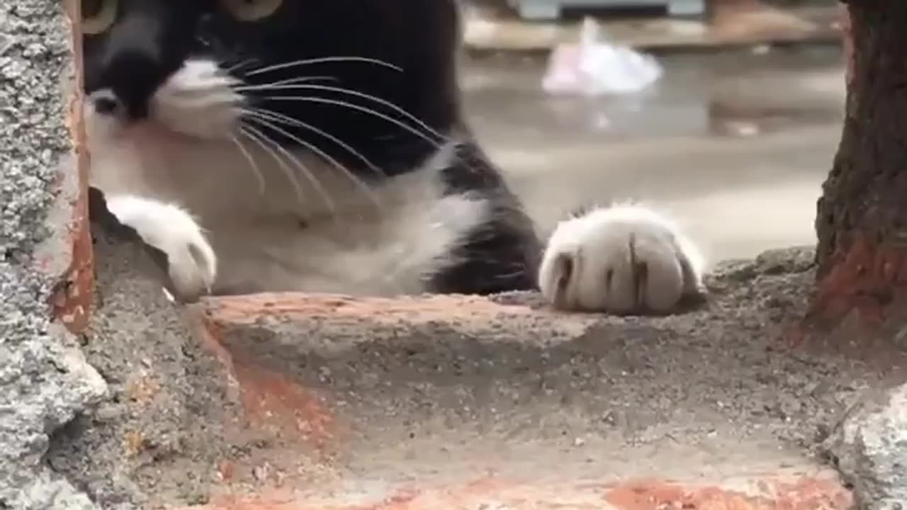 Smart Cat 😺 Funny Video