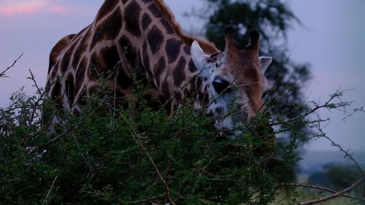 The tall giraffe eats weeds from hunger