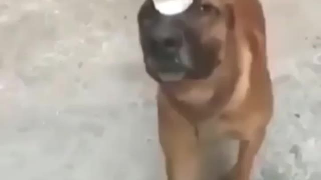 Talented dog🐶