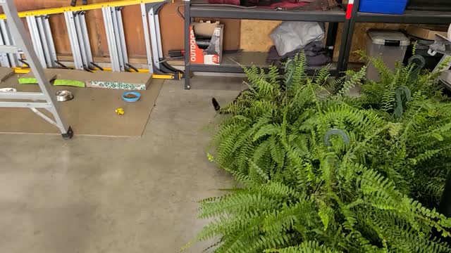 Otis Cat's Kubota Delivery Experience