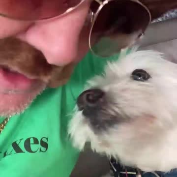 Some times you get the Westie