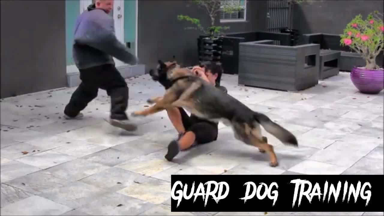 Guard dog training