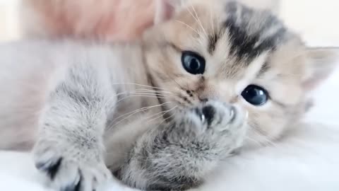 You can watch the friendly parent and child cat on the bed forever