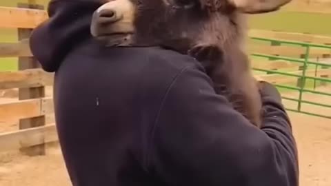 #Animals give #purelove, unconditionally!