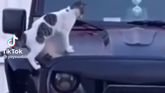This cat dancing