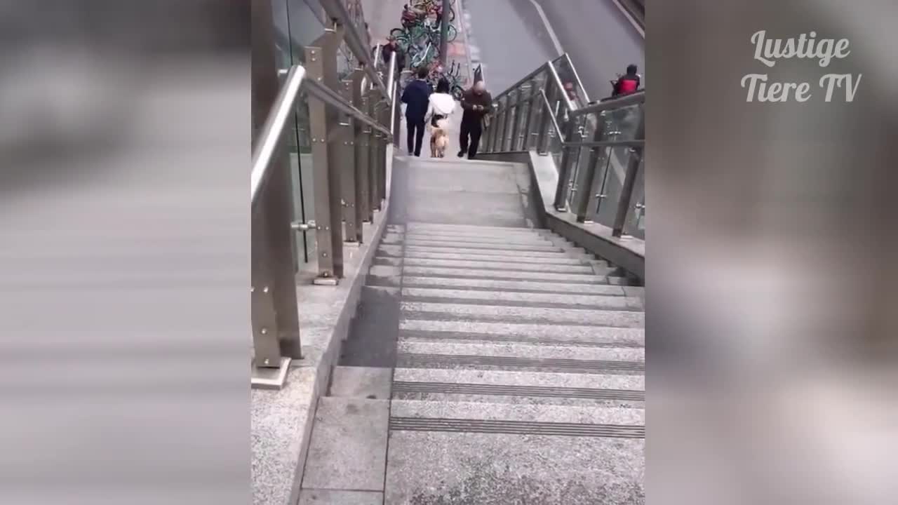 Super cute funny animals moments ! best compilation ever