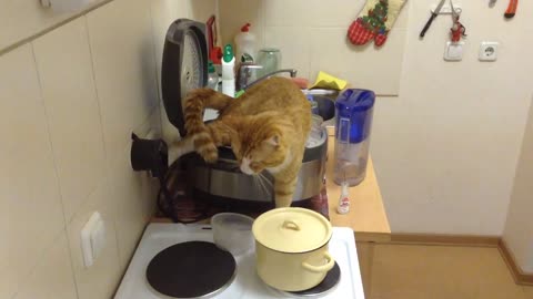 Cat uses deep fryer as litter box