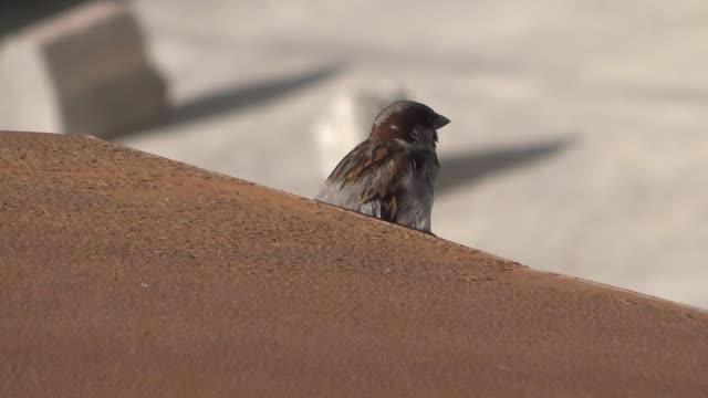 A bird looking for a bird