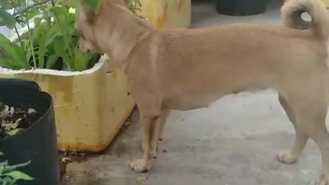 Cute dog loves roses.