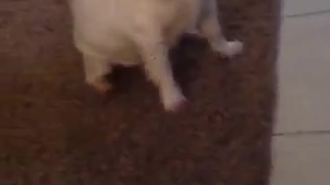 Dog crying to Music. Cute Dog crying while music is playing