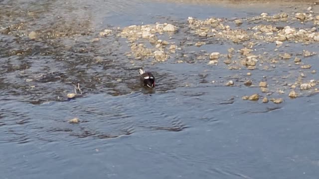 Duck looking for food and moving