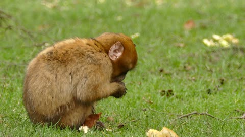 Monkey eating mushrooms