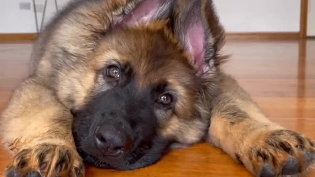 Dog sad animals prank videos 😀😜😸