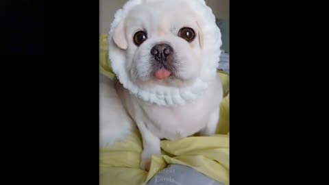 Cute and Funny Animals