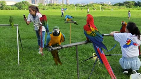 Lovely colorful birds awesome nature