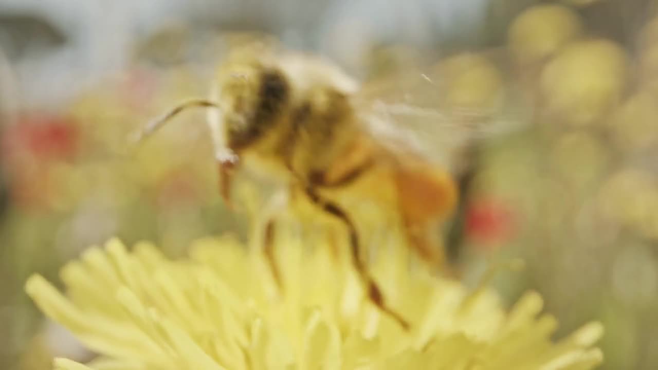 Pollination - Special macro shot of a bee on a flower covered with flower Pollen