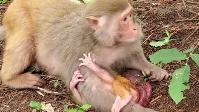 Newborn baby monkey has not had time to clean the placenta and umbilical cord