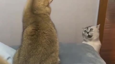 Cat cute fight