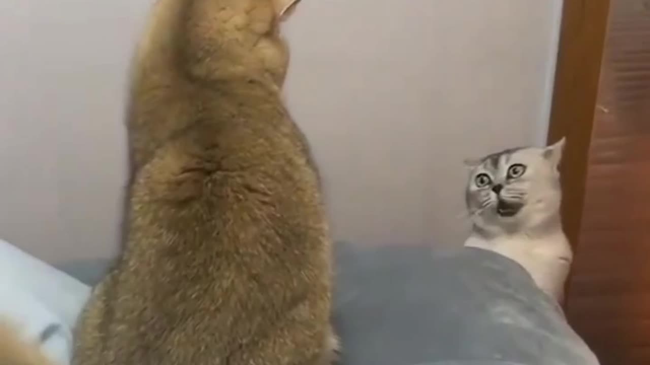 Cat cute fight