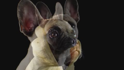 Cute french bulldog