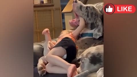 animals fun part 1