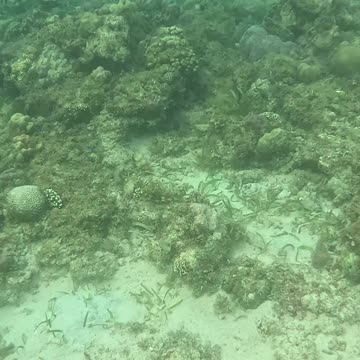 Witnessing Ocean Renewal: Snorkeling on a Healing Reef