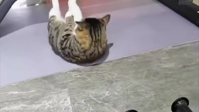 Best Funny Videos 2022 😂 - Funniest Cat Excise funny