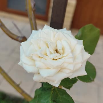 White rose
