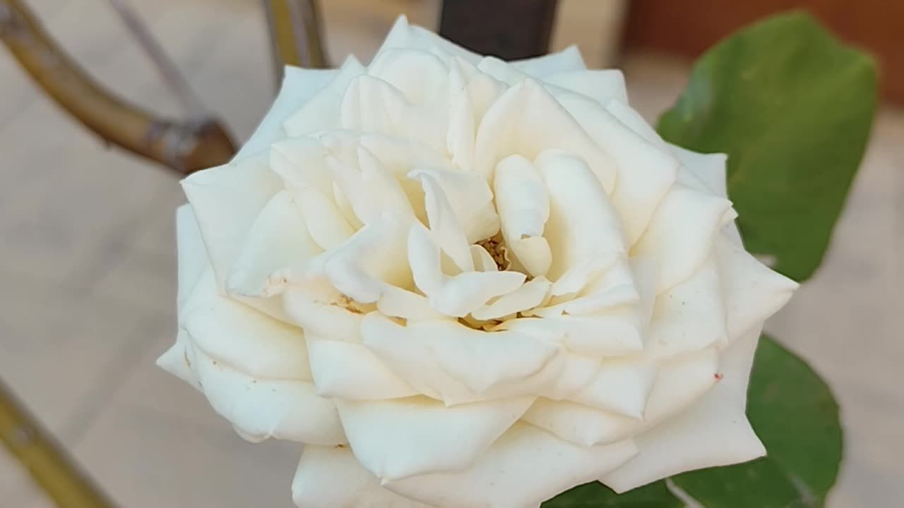 White rose