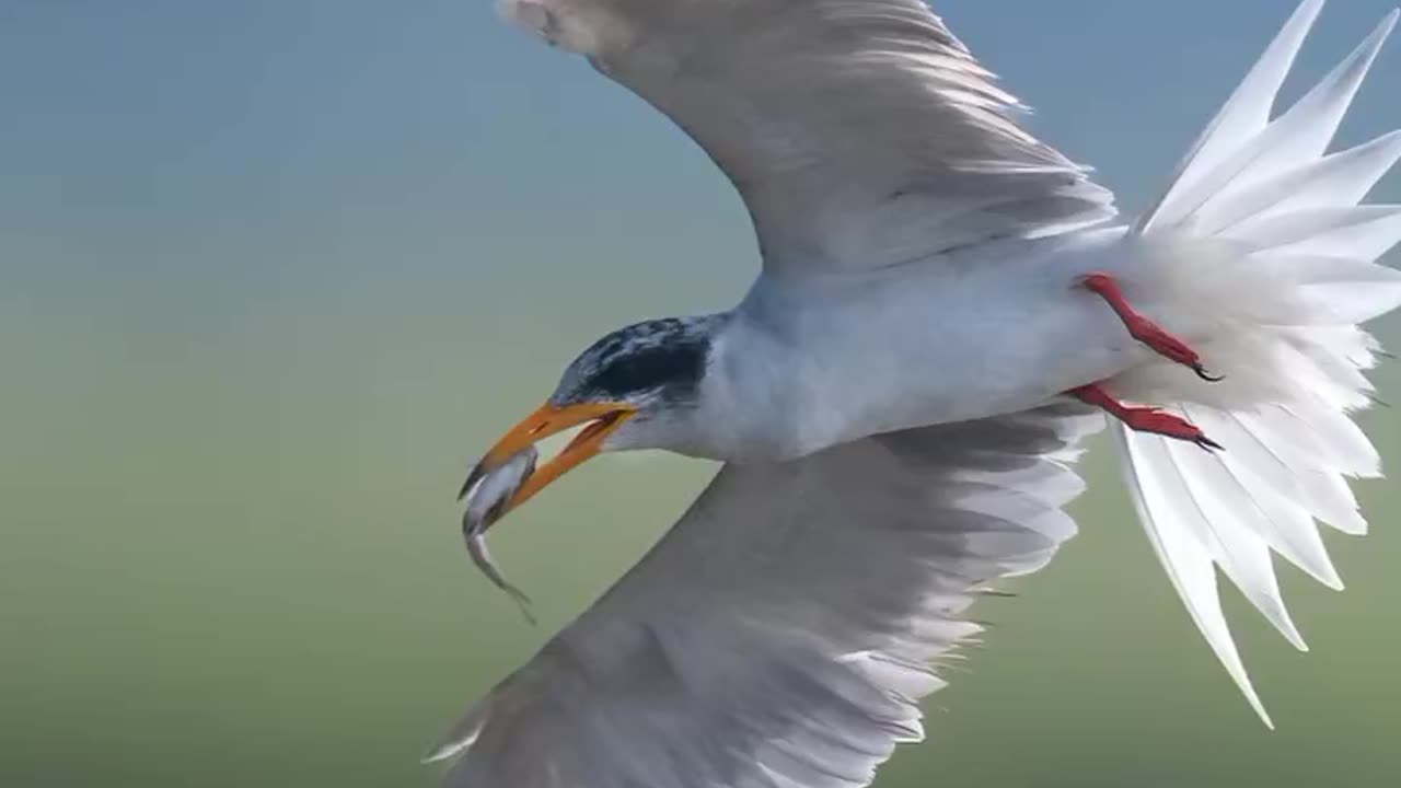 Wildlife