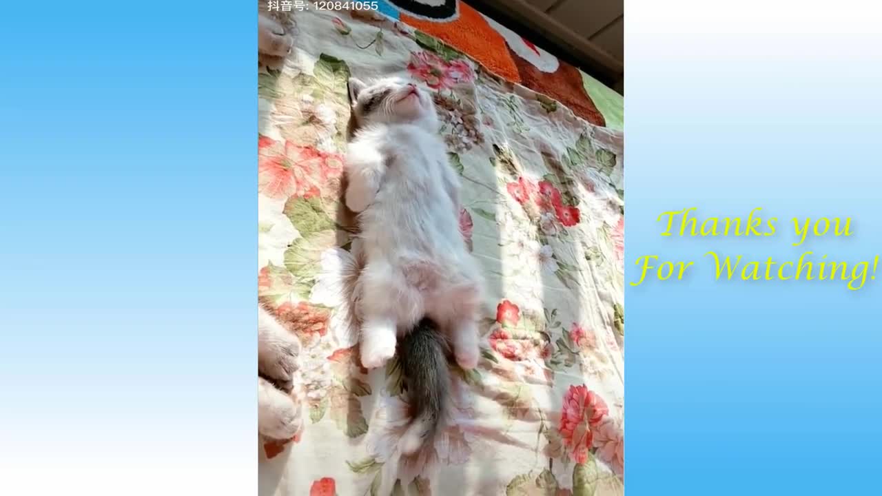 video of cats having a lot of fun