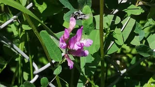 Leaf Cutter looking for nectar. 🐝