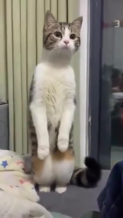 TRY NOT TO LAUGH_how to listen to you neighbor_ Funny Videos