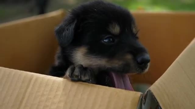 She loves her puppy, and the puppy really is adorable