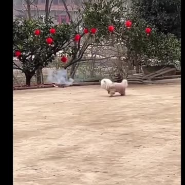 Animals funny videos 😂 New funny video 2024🐕😺