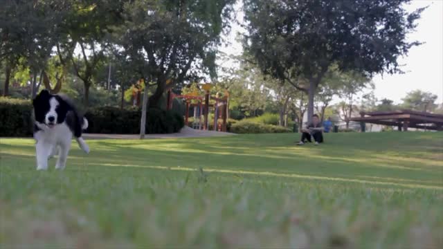 Dog 🐕 training in the ground by trainer