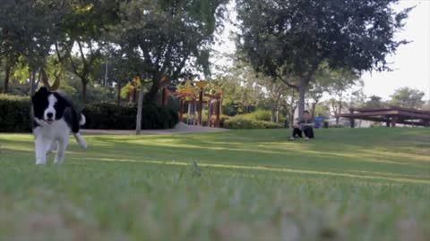 Dog 🐕 training in the ground by trainer