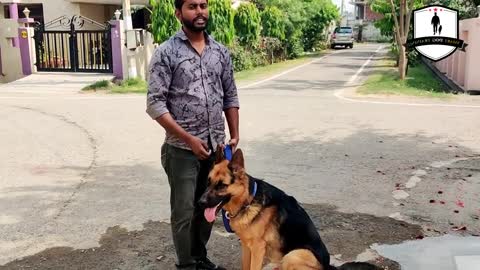 DOG-German shepherd Aggression control training