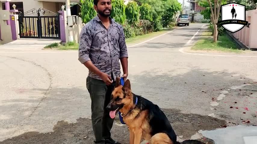 DOG-German shepherd Aggression control training