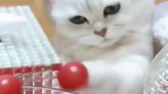 Funny Cat Plays with Cherry Tomato #shorts