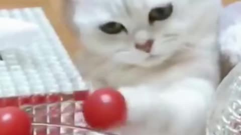 Funny Cat Plays with Cherry Tomato #shorts