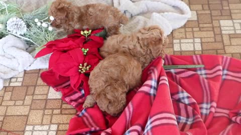 Mini Poodle Puppies