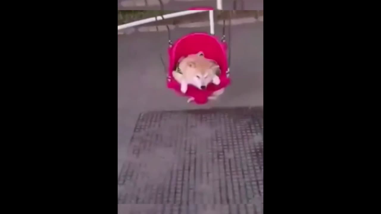 dogs doing funny things 🤣🤣. Funny animals.