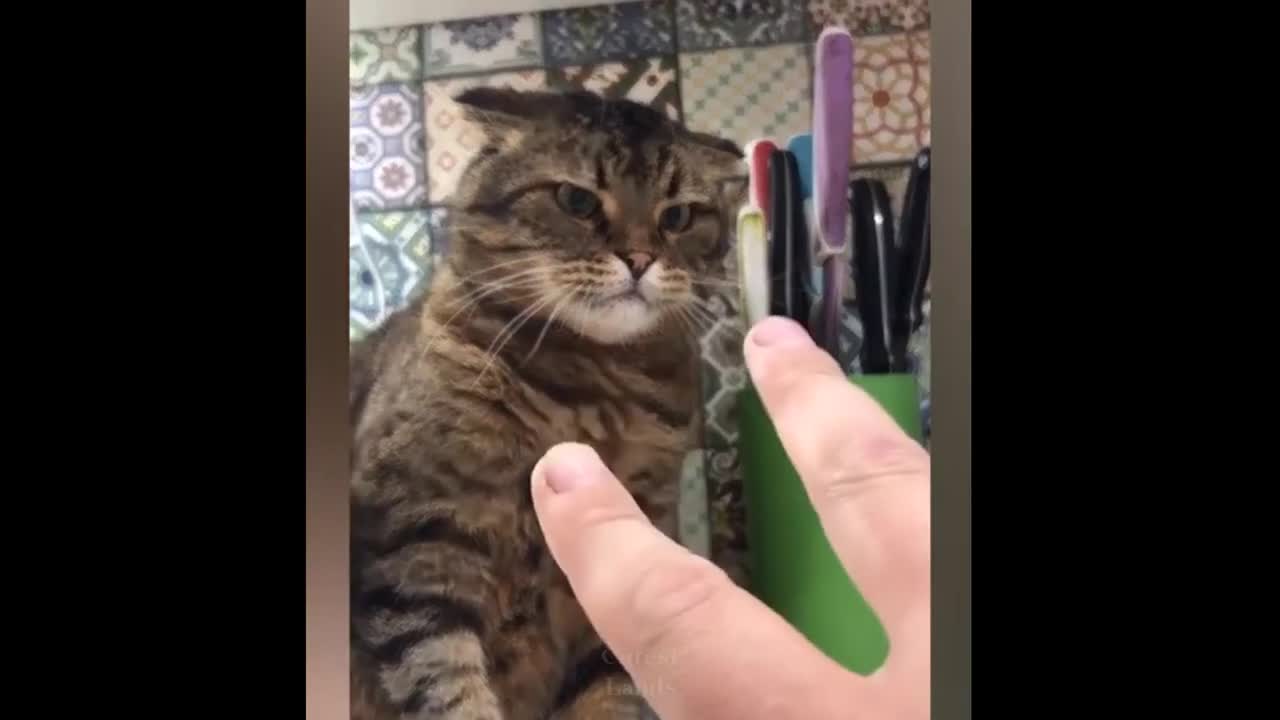 Funniest Cats | Don't try to hold back Laughter | Cutest Lands Part 1