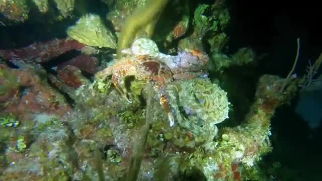Octopus and gigantic crab battle for survival in the ocean👏🏽