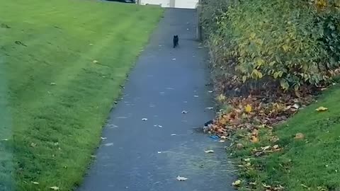 The Single Braincell Broke Down #cat #cute #kitten #pets #meow #videos #shorts #dog