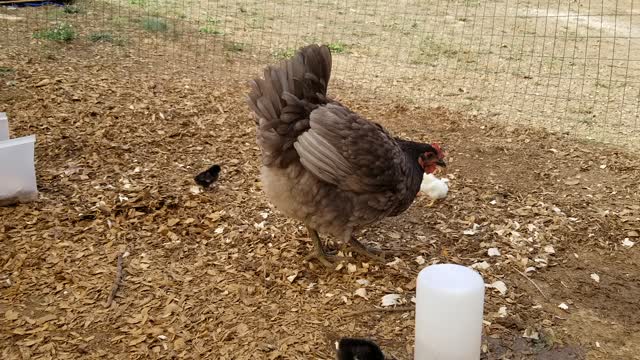 Hen and chicks