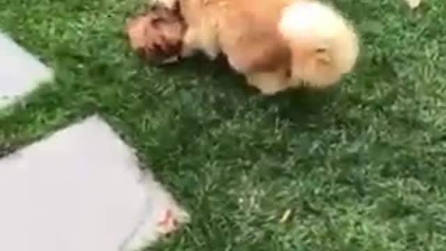 Pet Cat Happily Plays With Dog