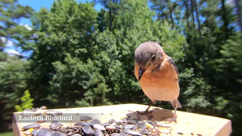 Watch Before your next Bird Outing - House Finch