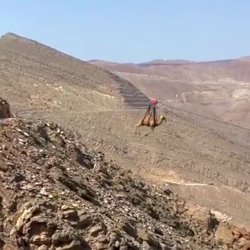 "Thrills in the Sands: Join Camel on an Adventurous Zip-line Journey"